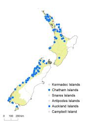 Hymenophyllum lyallii distribution map based on databased records at AK, CHR, OTA and WELT. 
 Image: K. Boardman © Landcare Research 2016 CC BY 3.0 NZ